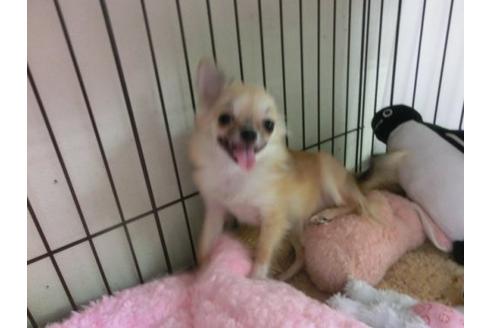 成約済の京都府のチワワ-4506の3枚目