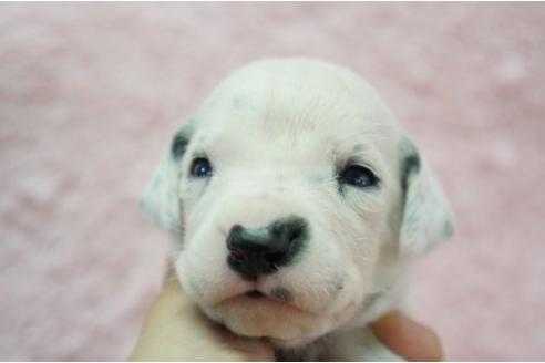 成約済の栃木県のダルメシアン-4507の1枚目