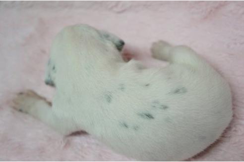 成約済の栃木県のダルメシアン-4507の2枚目