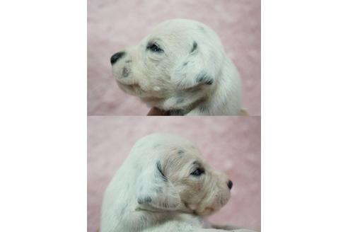 成約済の栃木県のダルメシアン-4507の3枚目