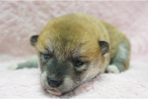 成約済の栃木県の柴犬-4515の3枚目