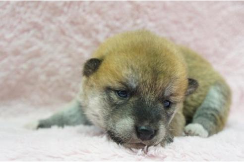 成約済の栃木県の柴犬-4515の1枚目