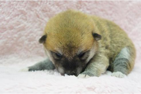 成約済の栃木県の柴犬-4515の2枚目