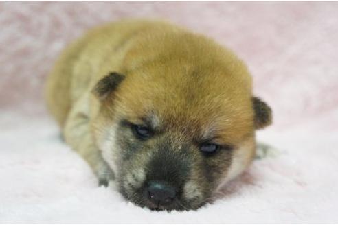 成約済の栃木県の柴犬-4516の1枚目