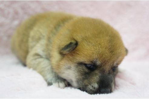 成約済の栃木県の柴犬-4516の2枚目