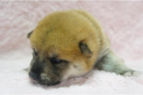 成約済の栃木県の柴犬-4516の3枚目