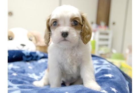 成約済の埼玉県のキャバリアキングチャールズスパニエル-3968の1枚目