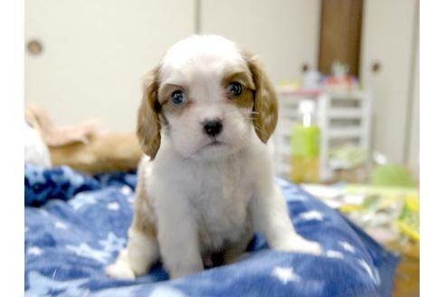 成約済の埼玉県のキャバリアキングチャールズスパニエル-3968の2枚目