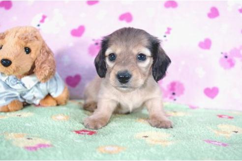 成約済の兵庫県のカニンヘンダックスフンド-4376の1枚目