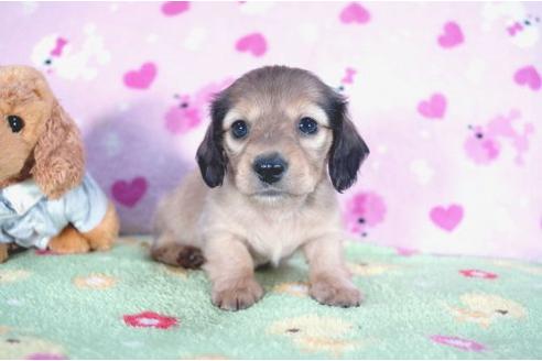 成約済の兵庫県のカニンヘンダックスフンド-4376の2枚目