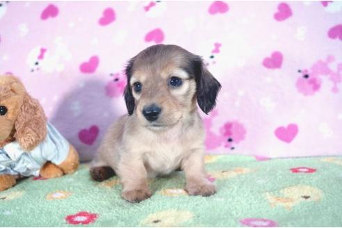 成約済の兵庫県のカニンヘンダックスフンド-4376の3枚目