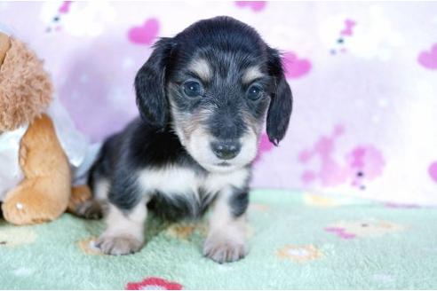 成約済の兵庫県のミニチュアダックスフンド-4448の1枚目