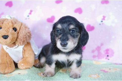 成約済の兵庫県のミニチュアダックスフンド-4448の2枚目