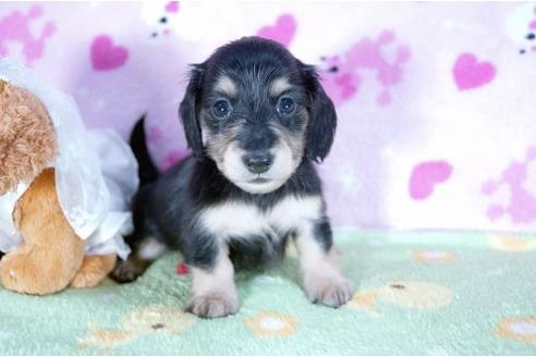 成約済の兵庫県のミニチュアダックスフンド-4448の3枚目