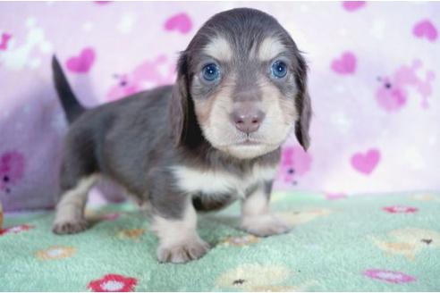 成約済の兵庫県のミニチュアダックスフンド-4449の1枚目