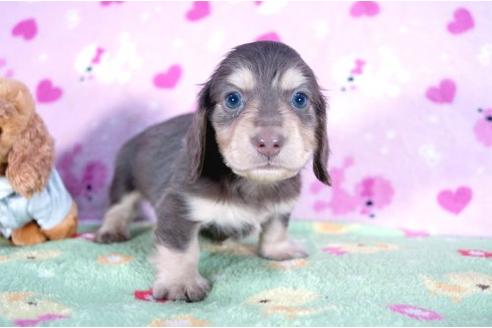 成約済の兵庫県のミニチュアダックスフンド-4449の2枚目