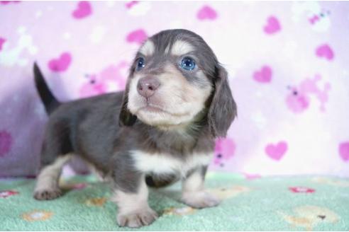 成約済の兵庫県のミニチュアダックスフンド-4449の3枚目