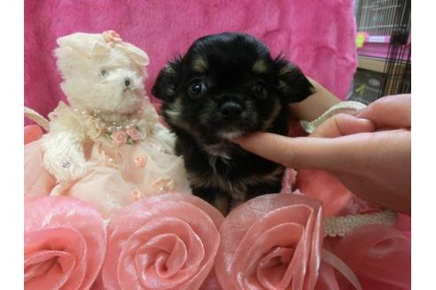 成約済の京都府のチワワ-3993の1枚目