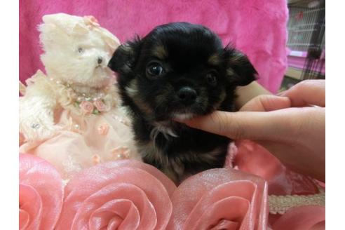 成約済の京都府のチワワ-3993の3枚目