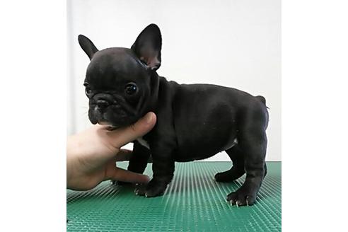 成約済の愛知県のフレンチブルドッグ-4530の2枚目