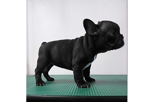 成約済の愛知県のフレンチブルドッグ-4530の3枚目