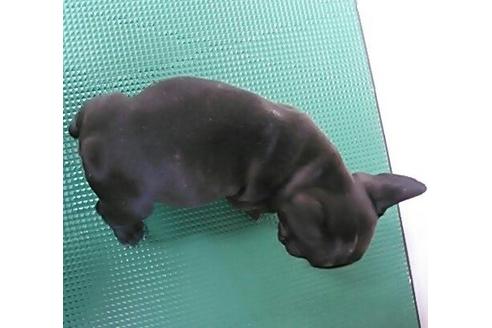 成約済の愛知県のフレンチブルドッグ-4530の4枚目