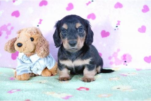 成約済の兵庫県のカニンヘンダックスフンド-4378の3枚目