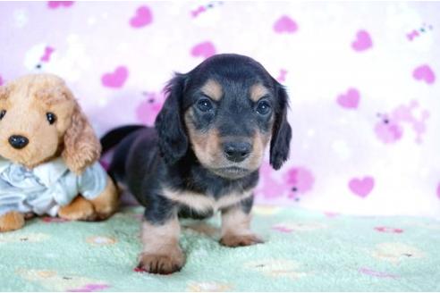 成約済の兵庫県のカニンヘンダックスフンド-4378の1枚目