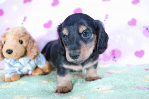 成約済の兵庫県のカニンヘンダックスフンド-4378の2枚目