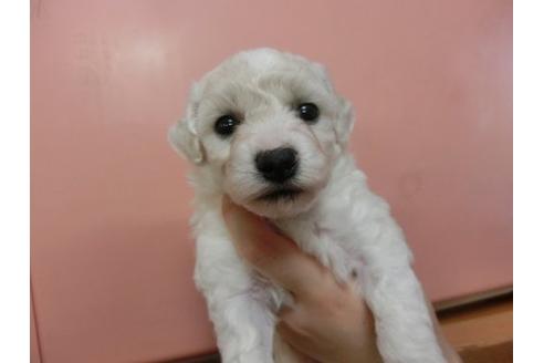 成約済の福岡県のビションフリーゼ-4669の1枚目