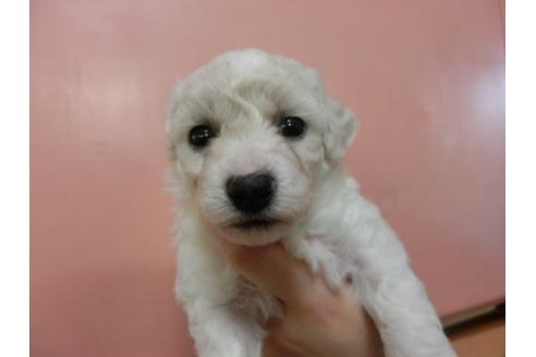 成約済の福岡県のビションフリーゼ-4669の2枚目