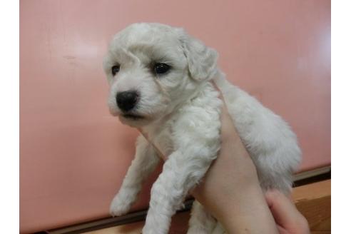 成約済の福岡県のビションフリーゼ-4669の3枚目