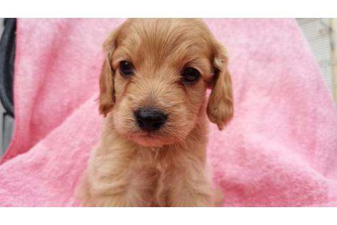 成約済の茨城県のミックス犬-4682の1枚目
