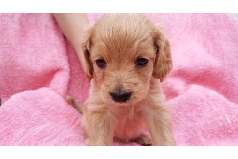 成約済の茨城県のミックス犬-4682の2枚目