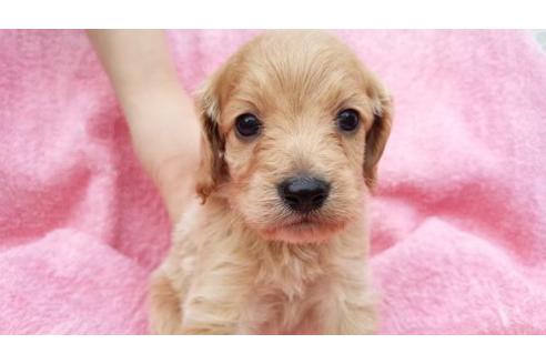 成約済の茨城県のミックス犬-4682の3枚目
