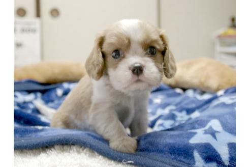 成約済の埼玉県のキャバリアキングチャールズスパニエル-4537の2枚目