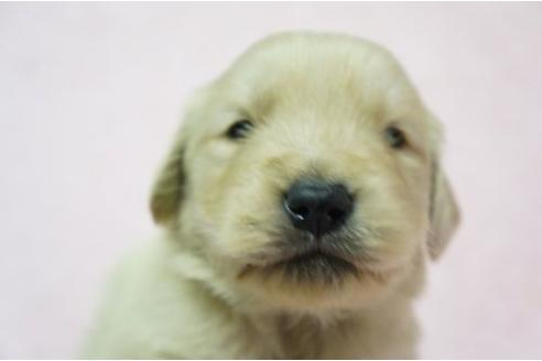 成約済の栃木県のゴールデンレトリーバー-4695の1枚目