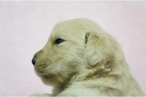 成約済の栃木県のゴールデンレトリーバー-4695の2枚目