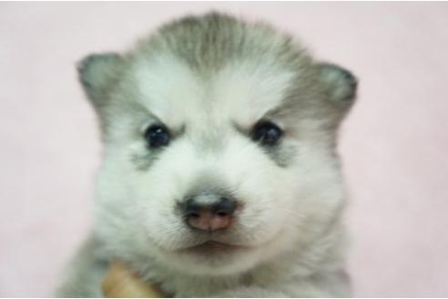 成約済の栃木県のシベリアンハスキー-4696の1枚目