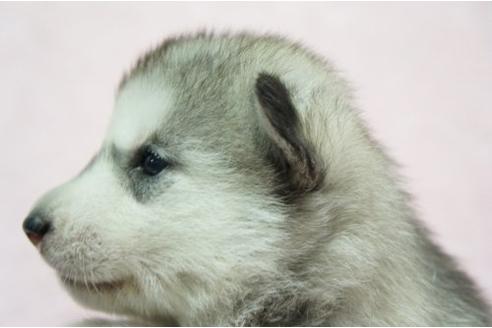 成約済の栃木県のシベリアンハスキー-4696の2枚目