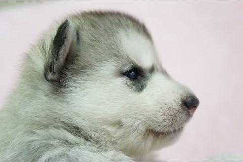 成約済の栃木県のシベリアンハスキー-4696の3枚目