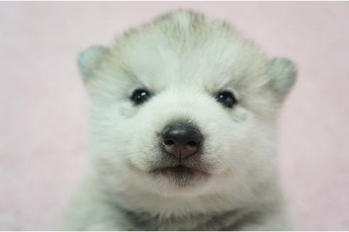 成約済の栃木県のシベリアンハスキー-4697の1枚目