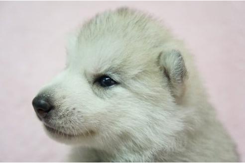 成約済の栃木県のシベリアンハスキー-4697の2枚目