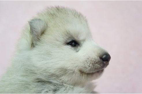 成約済の栃木県のシベリアンハスキー-4697の3枚目