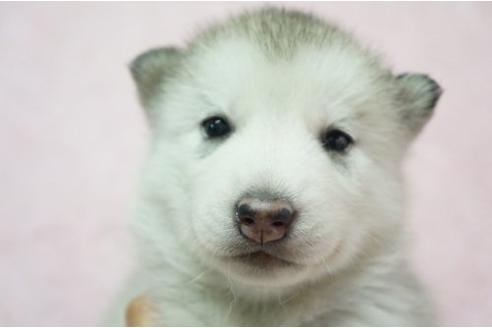 成約済の栃木県のシベリアンハスキー-4698の1枚目