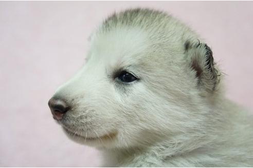 成約済の栃木県のシベリアンハスキー-4698の2枚目