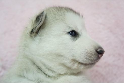 成約済の栃木県のシベリアンハスキー-4698の3枚目