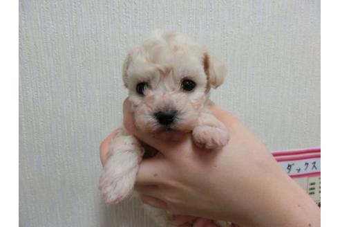 成約済の福岡県のトイプードル-4700の1枚目