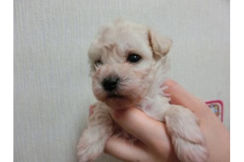 成約済の福岡県のトイプードル-4700の2枚目