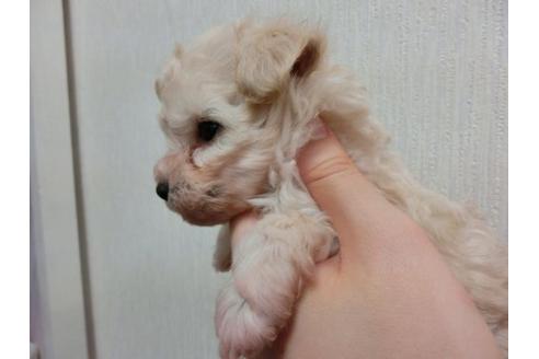 成約済の福岡県のトイプードル-4700の3枚目